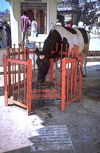 cow