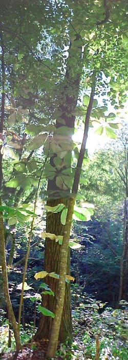tree