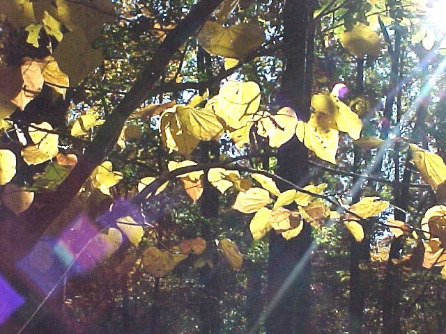 yellowredbud